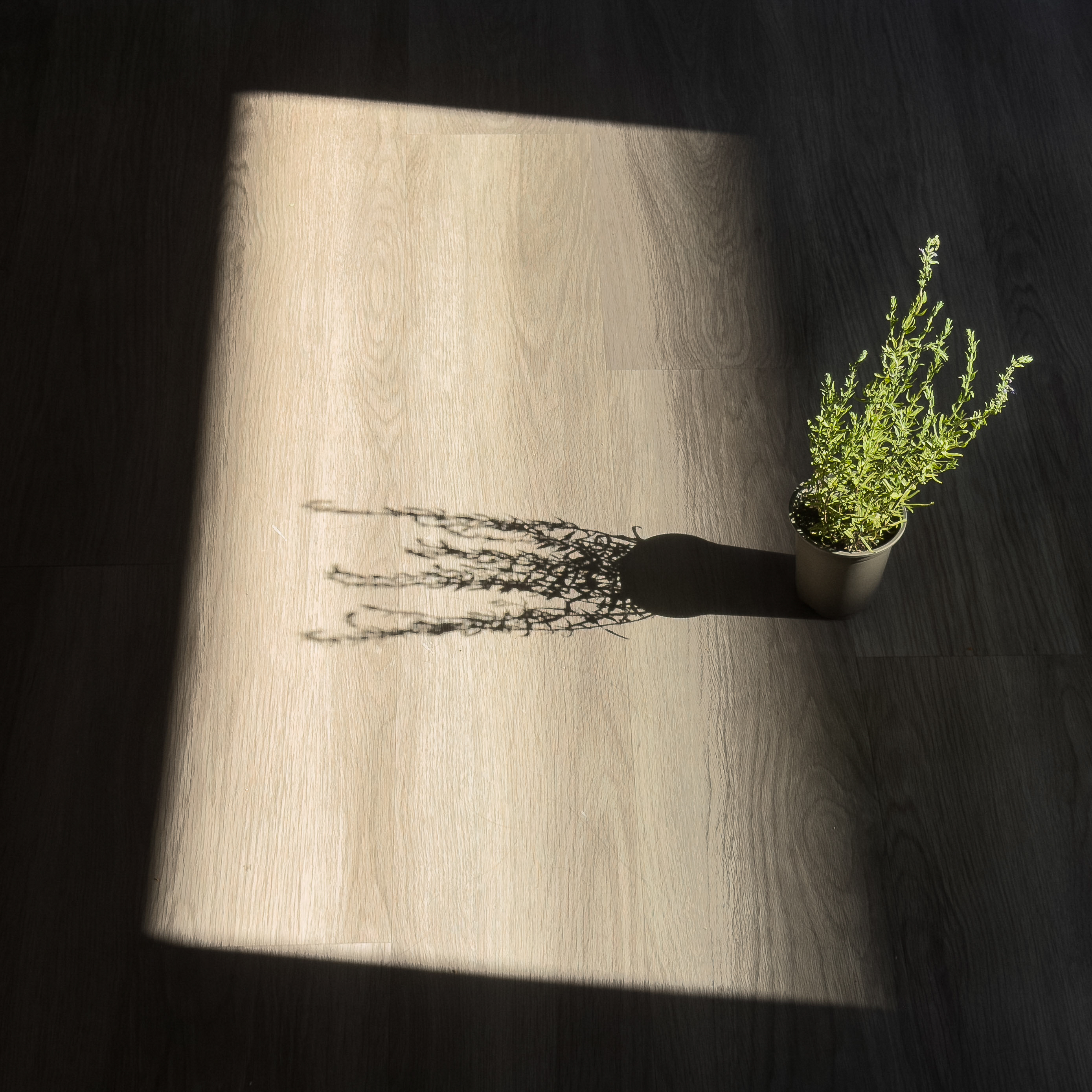 A potted green plant casting a long shadow across a rectangular patch of sunlight on a dark wooden floor.