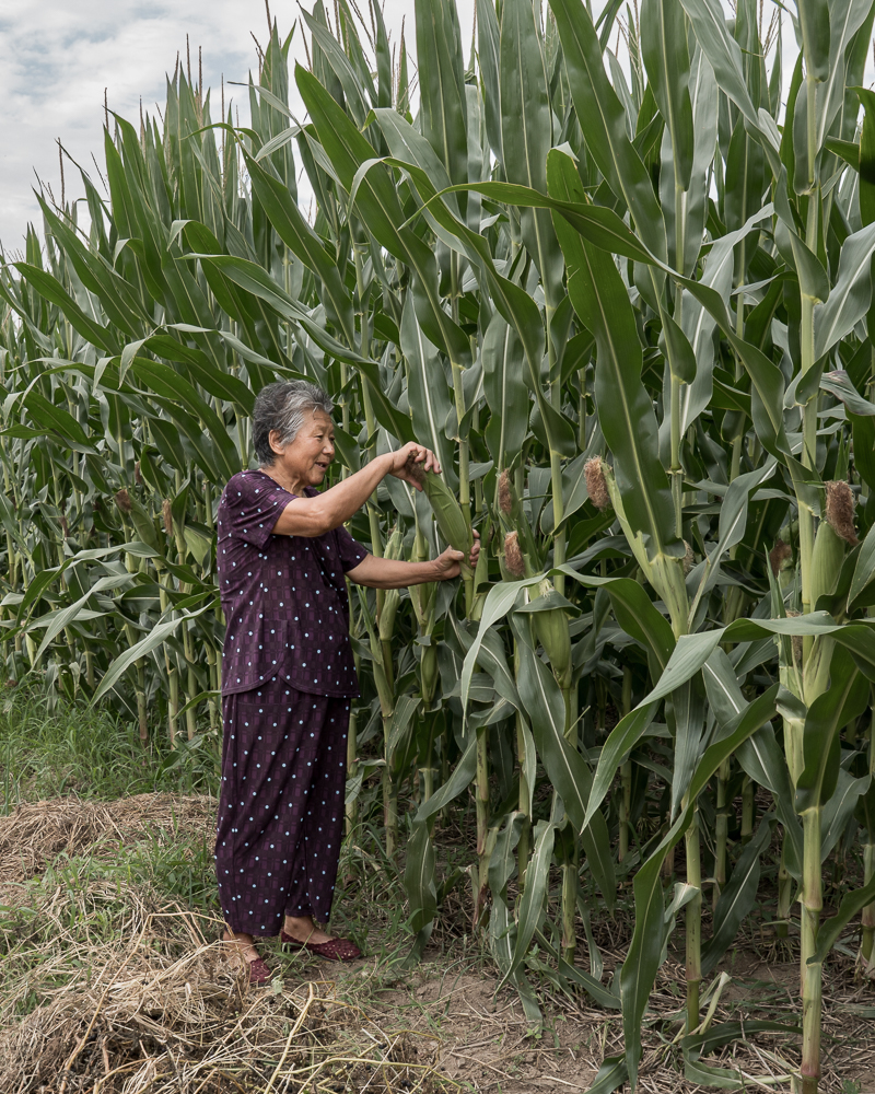 A woman standing among tall corn plants and reaching towards a stalk.